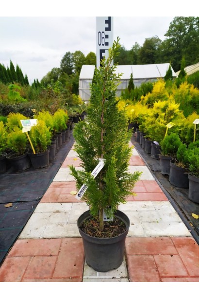 Кипарисовик Лавсона Івонне - 5л/вис.40-60см/Ø25-30см